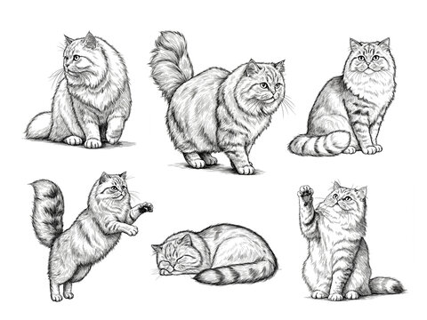 Persian cat engraving sketch set, vintage hand-drawn etching illustration of fluffy cats in different poses, black and white isolated background