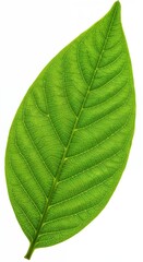 Obraz premium Vibrant Leaf: The intricate detail and verdant color of a single leaf, captured in exquisite detail against a natural backdrop, exuding life and the purity of the natural world.