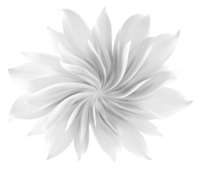 White Abstract Flower Petals Swirling Center Isolated Transparent Background graphic isolated on a transparent background