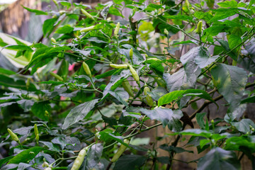 A Lush Bird's Eye Chili Plant (Cabe Rawit) Full of Unripe Green Peppers