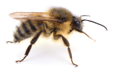 Honey bee isolated on white background side view