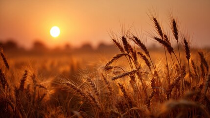 Naklejka premium Golden Wheat Field at Sunset with Warm Sunlight on white background 