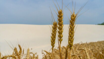 Golden Wheat Stalks in a Field