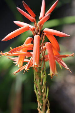Fleur sur l'&icirc;le de Mad&egrave;re (Portugal)