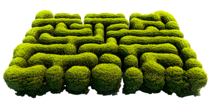Detailed maze made of green bushes on a transparent background. It showcases a garden hedge labyrinth with a complex geometric pattern, ideal for landscape design.