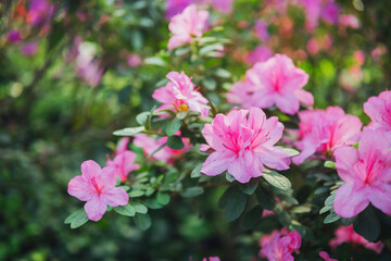 Azalea Flowers in a Greenhouse