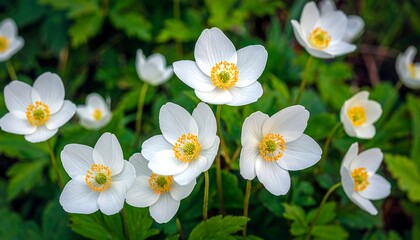 Close-up of vibrant white flowers with yellow centers, surrounded by green foliage, bathed in soft light