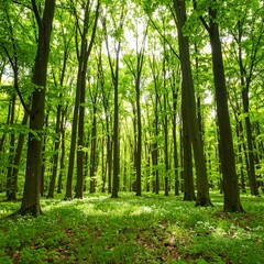 Fototapeta premium Lush green forest with sunlight filtering through the trees