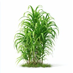 Fototapeta premium Vibrant Lush Tropical Plant , isolated on white background png