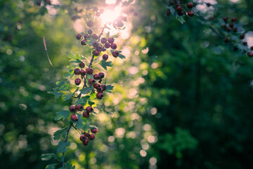 Ripe hawthorn haws in the forest, early September, Northern Ireland