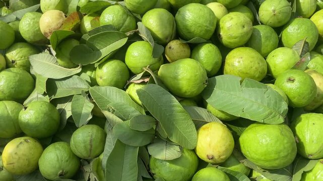fresh green guavas with leaves at market