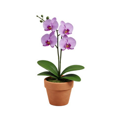 Fototapeta premium Lavender Orchid Miniature Potted Plant A Charming Tabletop Decor