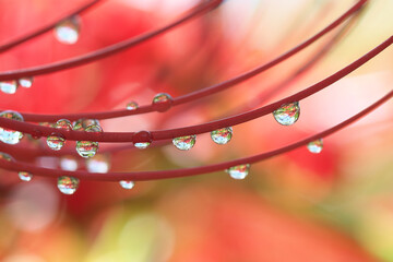 ヒガンバナの細長いシベについた水滴
