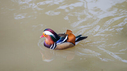 Mandarin duck swimming on the water in a park in Chiang Mai, Thailand