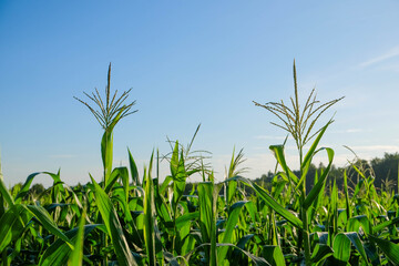 corn field and blue sky
