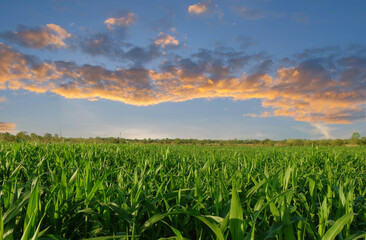 Golden fields of wheat stretch beneath a clear blue sky, a classic summer landscape
