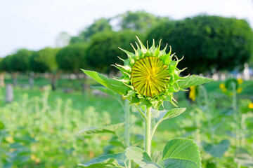 Vibrant yellow sunflowers stand tall in a sunny, blooming field under a blue summer sky