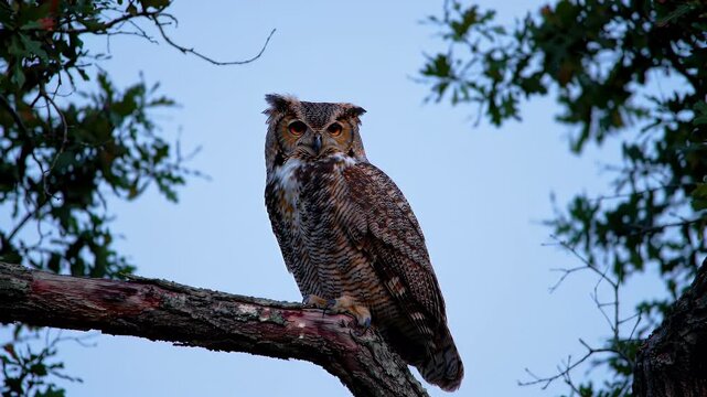 A majestic Great Horned Owl perches on a textured tree branch against a soft, blurred sky and foliage. - Powered by Adobe