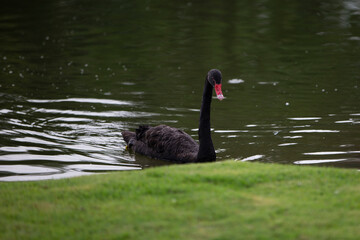 Obraz premium black swan swimming on the lake in the park with green grass - Chiang Mai ,Thailand