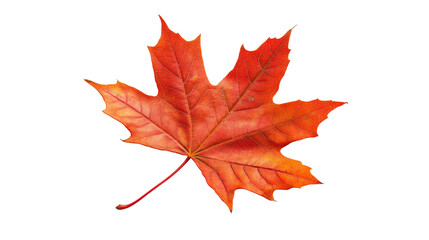 Obraz premium Red Maple Leaf Isolated on White Background 