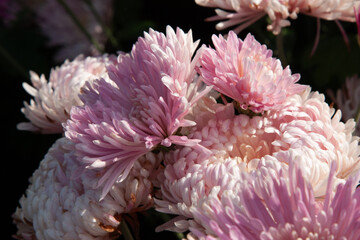 Pink autumn flowers. Chrysanthemum flowers. Chrysanthemum flowers bloom in autumn in the garden. Beautiful flowers close up for background, post, screensaver, wallpaper, postcard, banner, cover