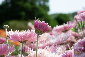 Pink autumn flowers. Chrysanthemum flowers. Chrysanthemum flowers bloom in autumn in the garden. Beautiful flowers close up for background, post, screensaver, wallpaper, postcard, banner, cover