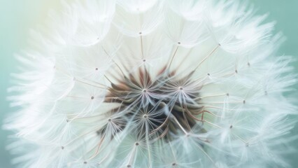 Fototapeta premium Delicate dandelion seeds float ethereally in soft, dreamy light, evoking wishes and new beginnings