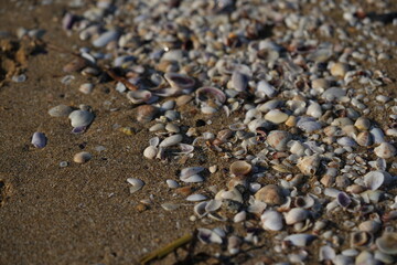 Seashells and pebbles on sandy beach – natural marine background with shells, stones and sand texture, summer seaside concept for travel, vacation, relaxation, nature and coastal design