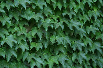 Green ivy wall background – dense foliage texture close up, natural climbing plant leaves covering surface, eco decorative pattern for design, gardening, landscaping, environment and nature concepts
