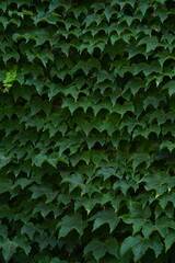 Green ivy wall background – dense foliage texture close up, natural climbing plant leaves covering surface, eco decorative pattern for design, gardening, landscaping, environment and nature concepts