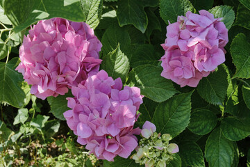 Pink hydrangea flowers in summer garden