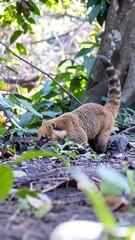 Obraz premium Small mammal foraging in forest floor
