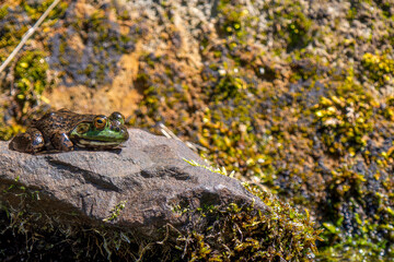 水辺のウシガエル