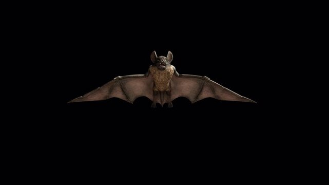 Flying vampire bat in flight motion isolated on transparent background. Perfect for video editing, Halloween animation and special effects production. Transparent background Alpha channel, ProRes 4444