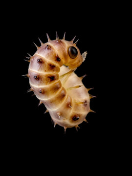 A close-up image of a botfly larva, showing its segmented body and spiny exterior against a dark background