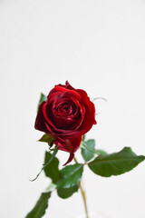 赤い薔薇