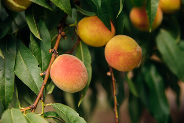 Ripe peach fruits on a tree branch with green leaves. Sunlight. An orchard.