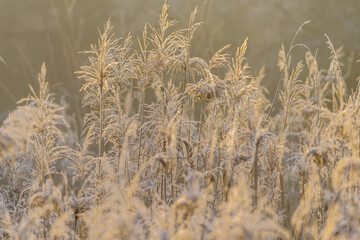 tło z motywem roślinnym z ozdobną trawą © Henryk Niestrój
