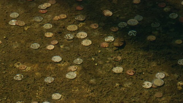 Many euro coins scattered on the bottom of a fountain pool in water as a symbol of wishes, luck and tradition