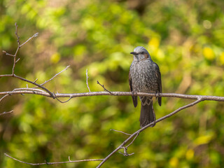 枝にとまるヒヨドリ