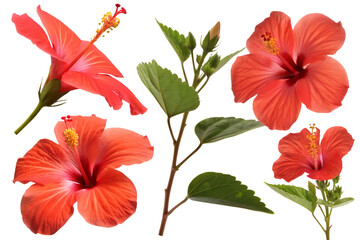 Five Vibrant Red Hibiscus Flowers and Stems with Green Leaves tropical blossom isolated on a transparent background