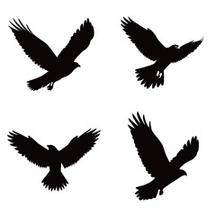Obraz premium Four distinct bird silhouettes are displayed, each captured in a different position. The images emphasize the beauty of avian movement and wing shapes.