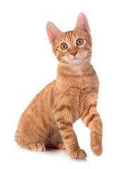 ginger cat in studio