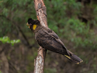 Solo Yellow Tailed Black Cockatoo