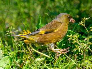 地面を歩くカワラヒワ