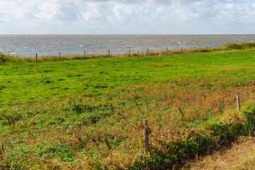 Fototapeta premium Dünen und Strand auf Vlieland
