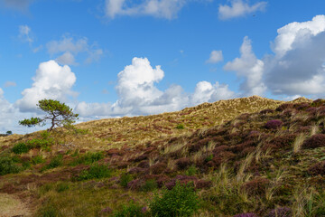Dünen und Strand auf Vlieland