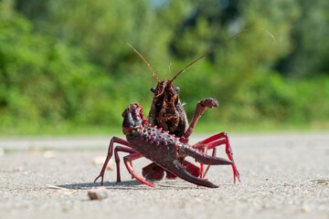 Red swamp crayfish crossing the road