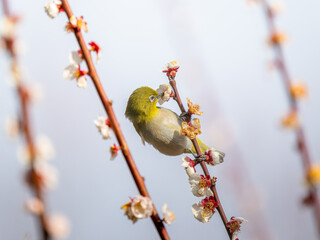 梅の花とメジロ