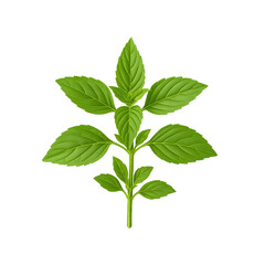 Thai Lemon Basil Sprig (Maenglak), Isolated on Transparent Background